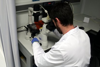 Un investigador mira per un microscopi.