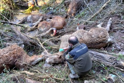 Un agent rural al costat d'un dels cavalls morts per un atac de gossos salvatges a Escòs, al Pallars Sobirà