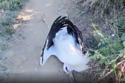 Una cigonya morta en un camp de Llagostera.