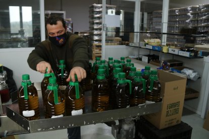 Un trabajador de la cooperativa de La Palma d'Ebre etiquetan garrafas de aceite.