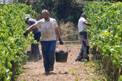 Veremadors durant la collita de la DO Penedès del 2022.