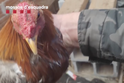 Imagen de uno de los gallos rescatados.