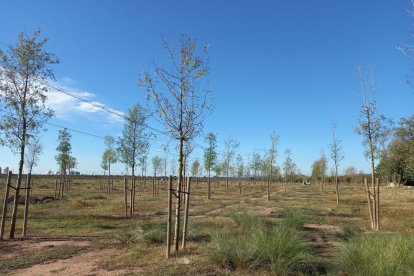 Zona del aparcamiento donde se llevará a cabo la plantada.