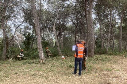 Los trabajos de limpieza y mantenimiento forestales han comenzado en la zona de los Monnars.