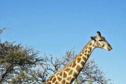 El coll de les girafes pot tenir més a veure amb la competició sexual que amb el menjar.