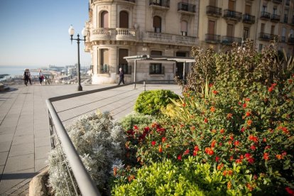 Imatge de flors a la ciutat de Tarragona.