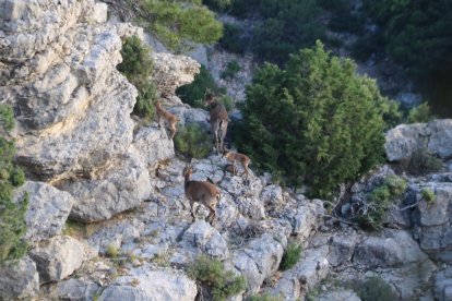 Dos exemplars de cabra ibèrica i els seus cabrits passegen per les Roques de Benet d'Horta de Sant Joan.