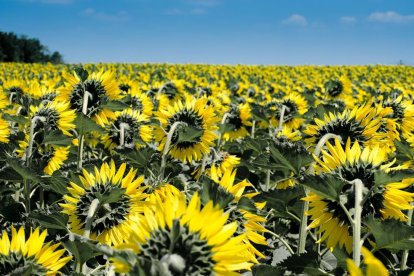 Ucrania lidera la producción y exportación mundial de girasol.