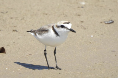 Este pájaro de pequeño tamaño hace el nido y cría los polluelos en la playa.