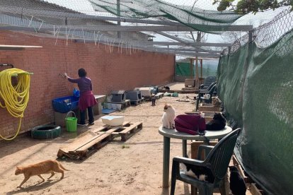 Imagen de la Protectora de Animales de Tarragona, que hoy en día acoge a un 250 gatos.