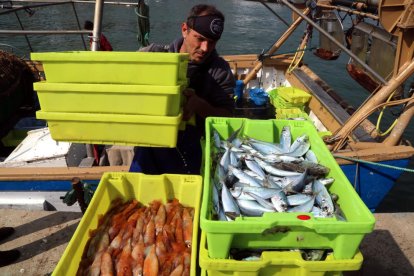 pescado, pescadería, Serrallo, Confraria de Pescadors de Tarragona, pescador, lonja, barco, embarcación, mar, subasta, marisco, gamba, barca, arrastre, veda, puerto