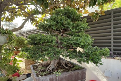 Imatge d'un bonsai a Tarragona.