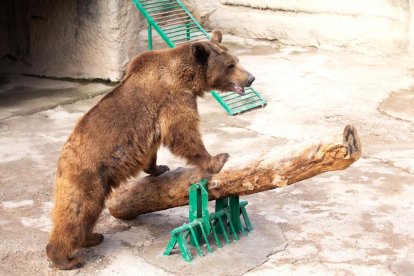 Imagen de Zuzu, el oso protagonista de la historia con final feliz.