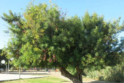 Imatge d'un garrofer en un espai verd de Cambrils.