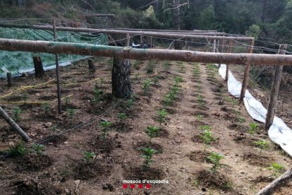 La plantación se hallaba en una zona boscosa de difícil acceso entre Querol y Farena.