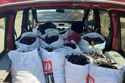 Un cotxe ple de sacs de garrofes intervinguts per la policia.