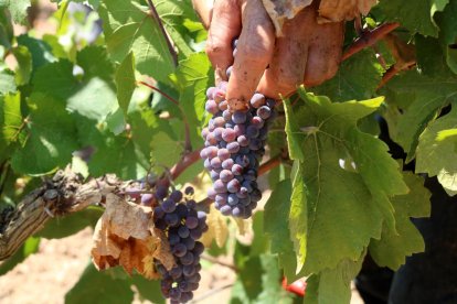 Raïm de la varietat Pinot Noir durant la verema de la DO Penedès d'aquest any.