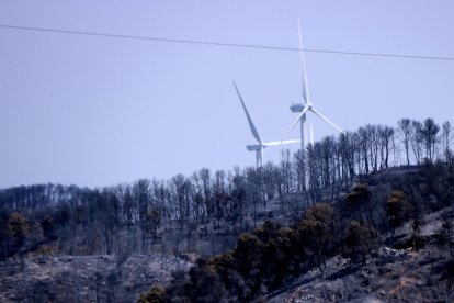 Espai forestal cremat per l'incendi de Corbera d'Ebre amb dos aerogeneradors al fons.