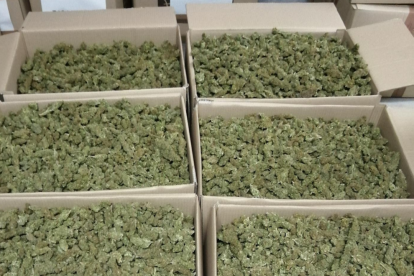 Imatge dels 43 kg de cabdells de marihuana que els detinguts tenien ja preparats per a transportar.