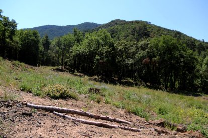 Pla general d'una zona de les muntanyes de Prades.