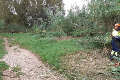 Els primers treballs que es duran a terme són de desbrossament de la zona.