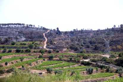 Terres de l'Ebre