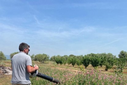 Un hombre aspirante chinches en la planta de la 'trepadella' en una finca del Camp de Tarragona.