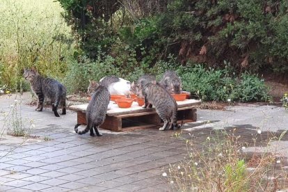 Quan s'organitzen activitats a la Tabacalera, els cuidadors mouen els punts de menjar dels gats.