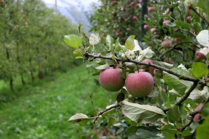 Imagen de archivo de un árbol lleno de manzanas.