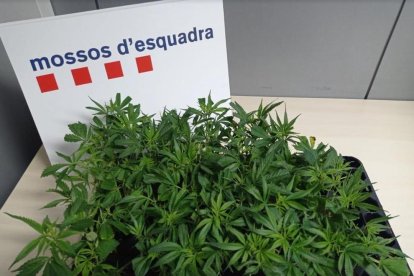 Imatge de les 75 plantes de marihuana comissades.