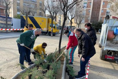 Imatge d'una plantada passada.