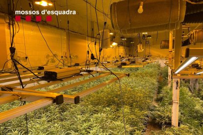 Imatge de la plantació intervinguda pels Mossos.