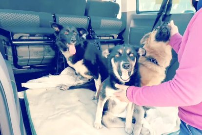 Algunos de los perros rescatados en la frontera de Ucrania con Polonia.