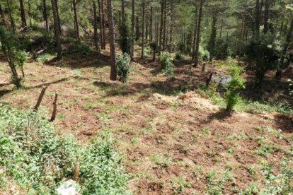 Imagen de la plantación, que tenía todavía las plantas pequeñas.