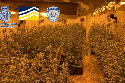 Una plantació de marihuana desmantellada per la policia espanyola.