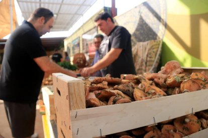 Una caixa de rovellons en una parada de la 15a Fira del Rovelló de Reguers.