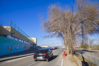 A l'inici del camí de la Coma hi ha un arbre que dificulta el pas dels vehicles.