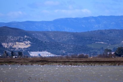 Exemplars de flamenc a la bassa de l'Encanyissada, al delta de l'Ebre.