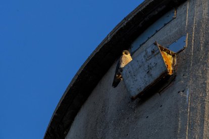 Imagen de un halcón en el Port de Tarragona.