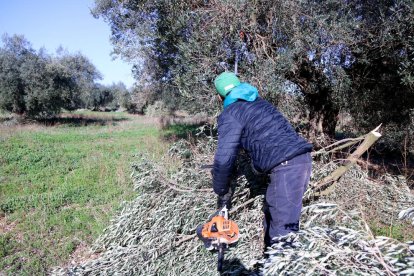 Un trabajador cortando ramas de olivos en una finca de San Rafael del Río.