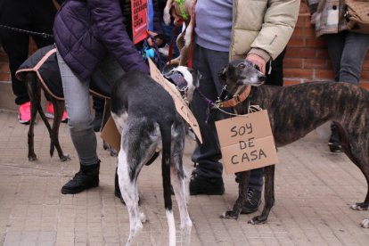 Un galgo amb un cartell on es llegeix 'soc de casa'.