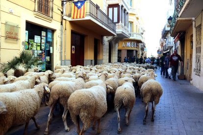 Las ovejas del pastor Salvador López traspasando el municipio de L'Arboç.