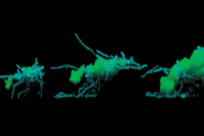 Comunidades de virus y bacterias en muestras de saliva.