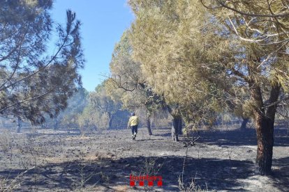 Imagen del campo afectado por el incendio en la Abeurada de Reus.