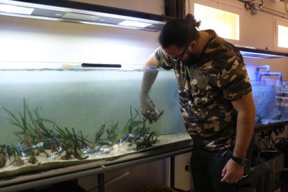 Laboratorio de recuperación de posidonias expulsadas por el temporal de mar en Calafell.