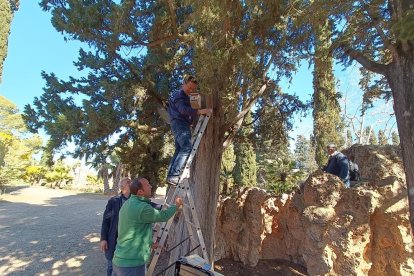 Instal·lació d'una caixa-niu al Parc Samà.