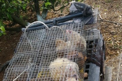 Hurones enjauladao localizados por los Mossos a dos furtivos que cazaban conejos sin permiso en un área privada de Roquetes.