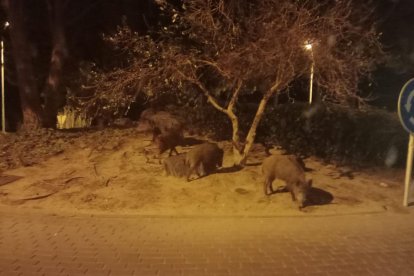 Imatge d'un grup de porcs senglars a Cambrils.