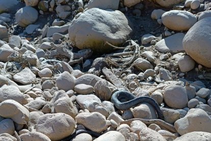 Fotografia de diumenge passat amb tres anguiles mortes al gran toll del Riu Francolí