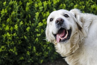 Imagen de archivo de un golden retriever.